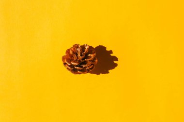 Sade bir arka planda sert gölgesi olan bir köknar konisi. Yukarıdan manzara. Desen için boş