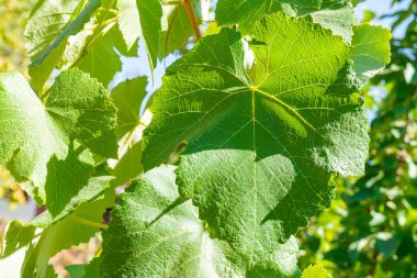 Yeşil üzüm yaprakları arka plan olarak kapanır. Çarşafın dokusu