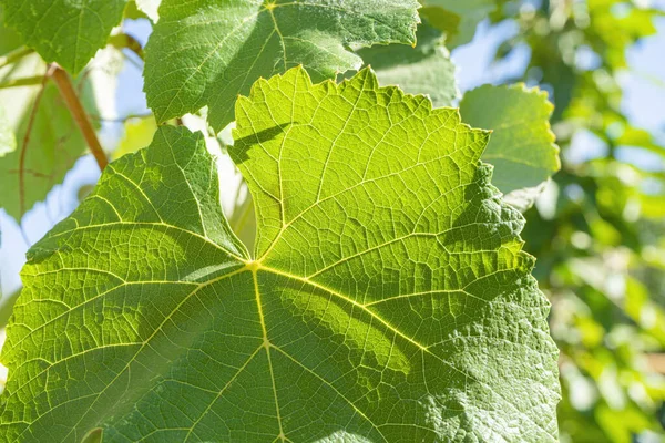 Green grape leaves close up as background. the texture of the sheet — Stock Photo, Image