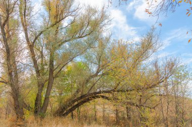 Sonbahar orman manzarası mavi gökyüzü arkaplanı