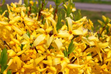 Sarı çiçekler çiçek tarhında, arka planda.