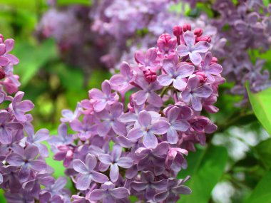 park sulu renklerde leylak yakın çekim