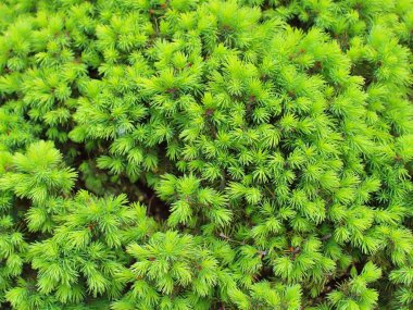 dekoratif köknar kesilmiş doku arka plan