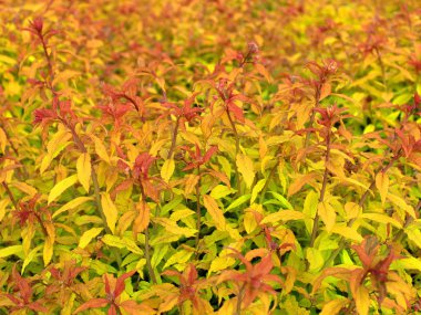 birçok bitki kırmızı turuncu doku arka plan