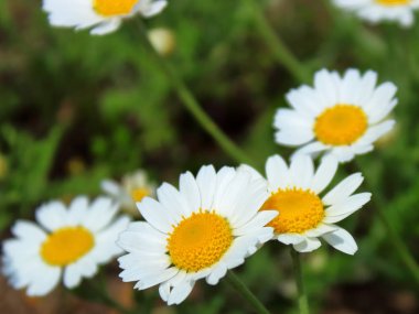 İlkbahar fotokopi alanındaki çayırlarda güzel papatyalar açıyor.