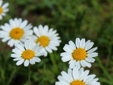 İlkbahar arka planında çayırlarda güzel papatyalar açar.