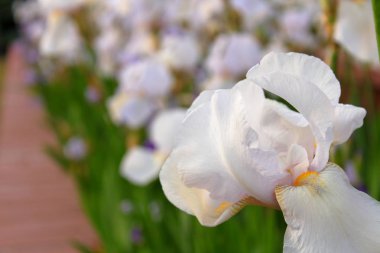 parkta iris çiçek yakın çekim bulanık arka plan