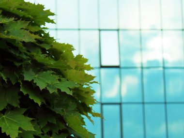 bir bina arka plan üzerinde akçaağaç ağacı bulanık arka plan