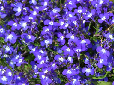 Lobelia mavisi yakın çekim bulanık arka plan