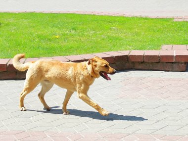 Soldan sağa parkta koşan kızıl saçlı köpek
