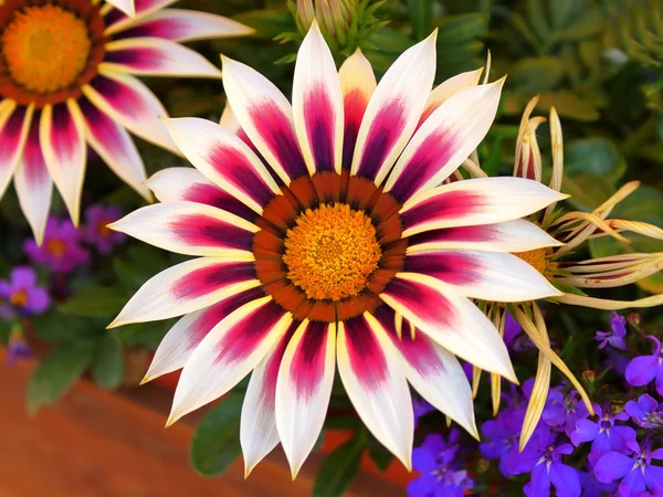 カフェの近くの花壇のカラフルなガジャの花のポストカード — ストック写真