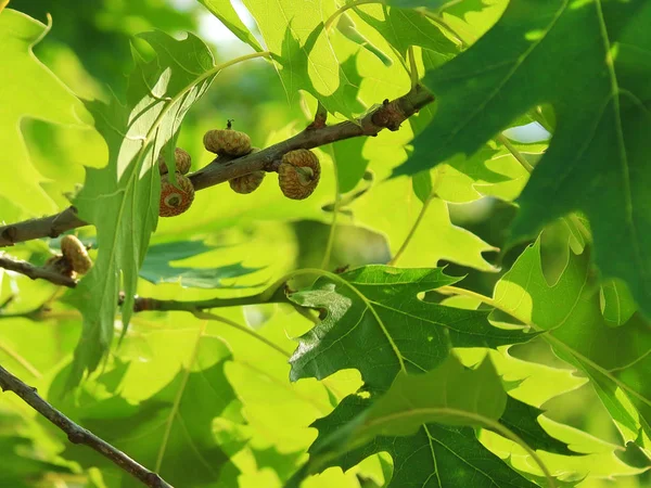 oak tree in the park, young acorns on the branches