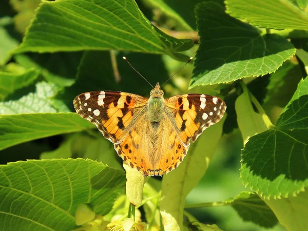 butterfly opened its wings and fed on pollen of linden flowers