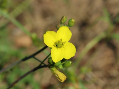 Sarı yapraklı çiçek. Arka planda bulanıklık var.