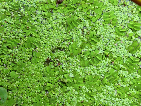 Lemna Lake Plants Close Texture Background — Stock Photo, Image
