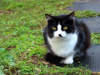 Avluda siyah beyaz kedi