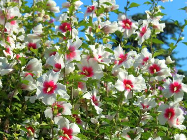 park doku arka planda hibiscus çiçekler