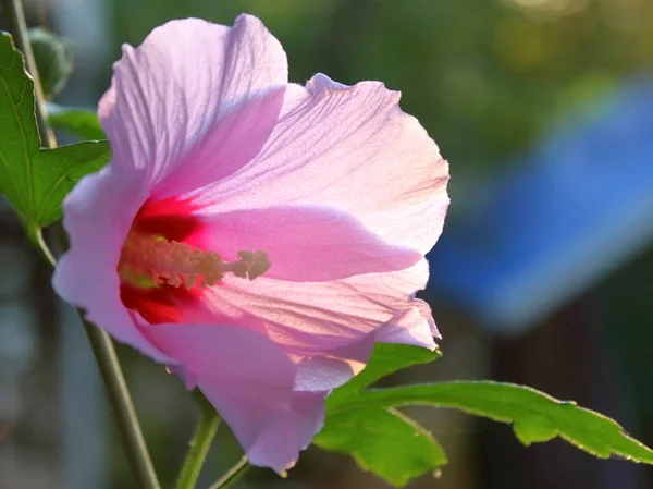 Kwiat Hibiskusa Pocztówce Ogrodowej — Zdjęcie stockowe