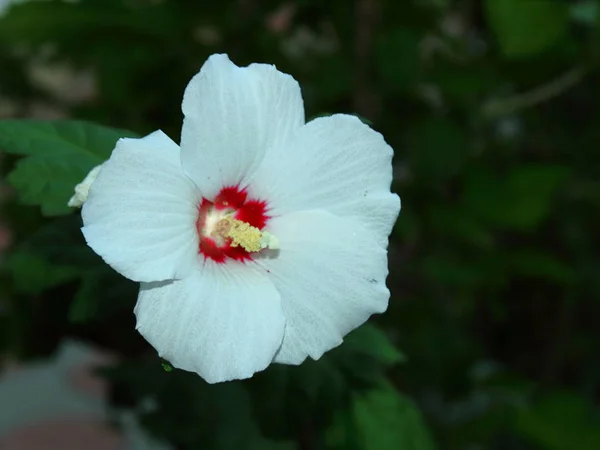 白い花の緑の背景クローズアップ — ストック写真