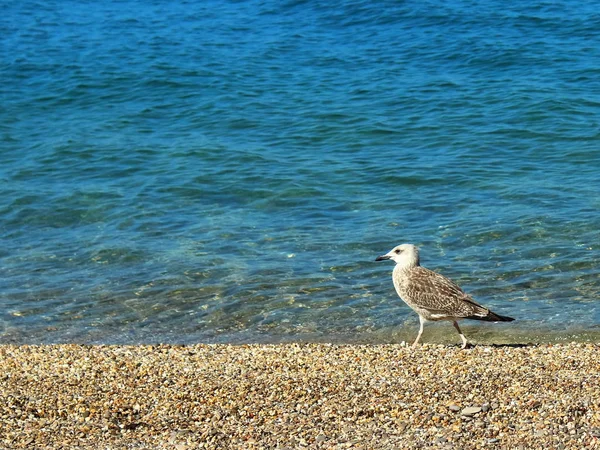 Morski Gull Plaży Tekstury Tle — Zdjęcie stockowe