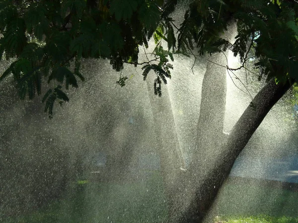 Regar Árboles Parque Polvo Agua — Foto de Stock