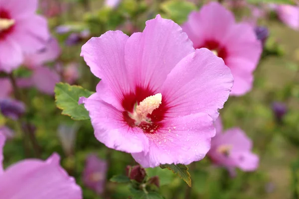 Vacker Rosa Blommor Vykort Konsistens Bakgrund Närbild — Stockfoto