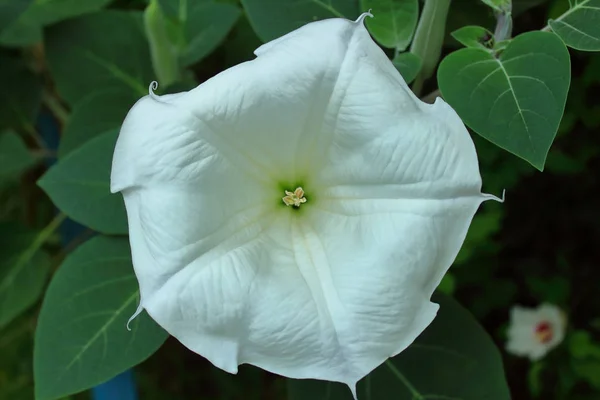 beautiful night white flower Ipomoea violacea close-up