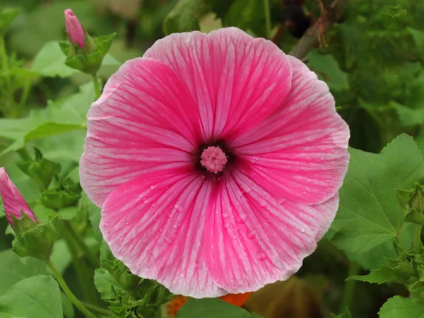 Rosa Blomma Runda Knopp Närbild Suddig Bakgrund — Stockfoto