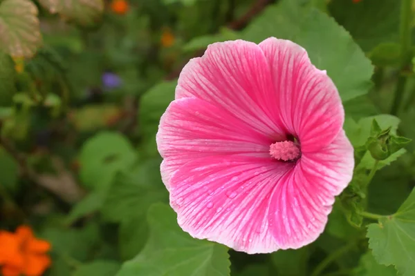 Rosa Blomma Gratulationskort Närbild Suddig Bakgrund — Stockfoto