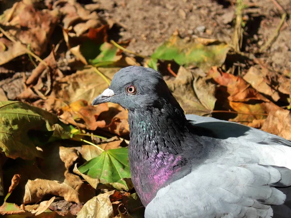 pigeon head close-up on the ground