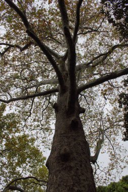 Dalları dikey olan kocaman bir ağaç gövdesi.