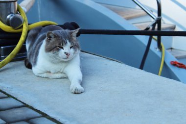 Rıhtımda dinlenen tembel beyaz kedi.