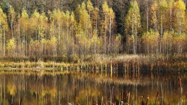 Sonbaharda bir orman gölündeki sarı huş ağaçlarının yansıması.