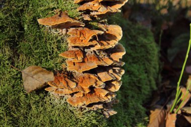 Ormanda yosun kaplı bir kütükte kırmızı mantarlar.