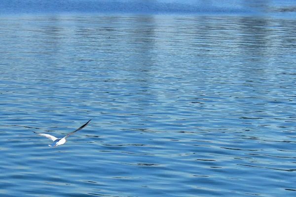 Чайка Полете Воде Голубого Моря Охотится Рыб — стоковое фото