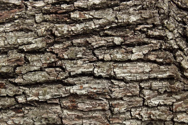 Original Texture Background Tree Bark Large Drawing — Stock Photo, Image