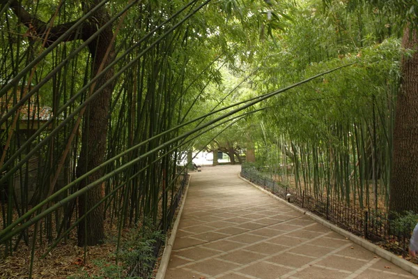 Beco Bambu Parque Densa Sombra Vegetação — Fotografia de Stock