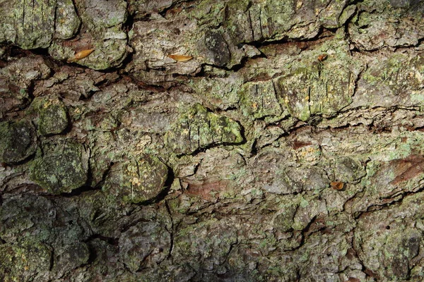 木の樹皮苔地肌の質感の背景クローズアップ — ストック写真