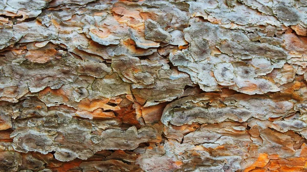 本物の松の樹皮の寄木細工の床積層テクスチャ背景 — ストック写真