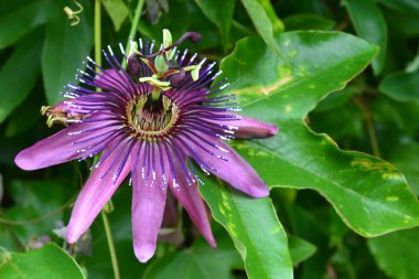 Closeup muhteşem tutku çiçek Passiflora caerulea arka plan