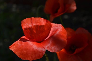 Koyu yeşil arka plan üzerinde güzel gizemli güneş ışığı ayrıntılı kırmızı haşhaş çiçeği. Yakından kapatın. Makro.