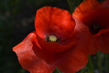 Koyu yeşil arka plan üzerinde güzel gizemli güneş ışığı ayrıntılı kırmızı haşhaş çiçeği. Yakından kapatın. Makro.