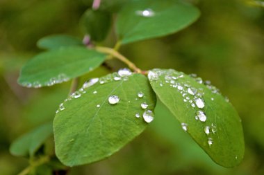yeşil yaprak üzerinde berrak su damlaları