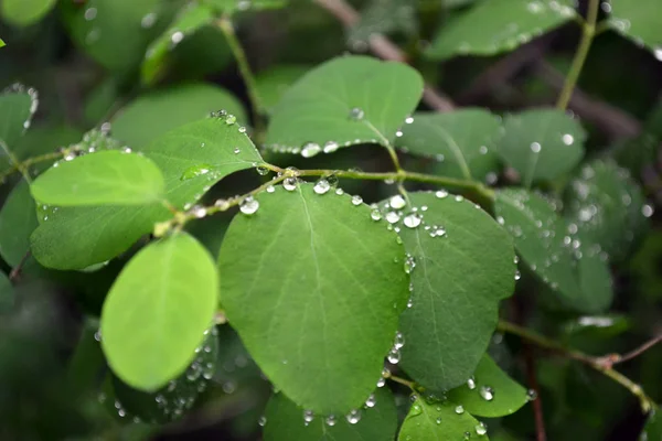 Gotas Agua Clara Sobre Hojas Verdes — Foto de Stock