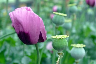 Mor renkli haşhaş yakın, yeşil afyon haşhaş baş kapsülleri yeşil bulanıklık doğal arka plan üzerinde. Papaver somniferum. 