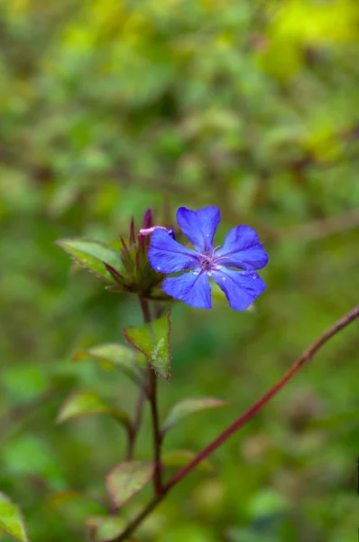 Phlox Divaricata Niebieski Księżyc Kwiat Kropli Wody Tle Rozmycie — Zdjęcie stockowe