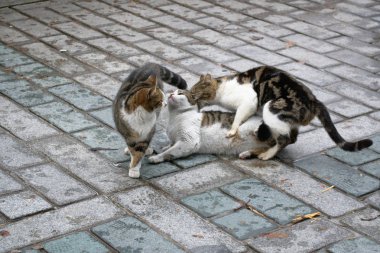Üç evsiz kedi sokakta sevişir. Evsiz hayvanların kontrolsüz üremesi.