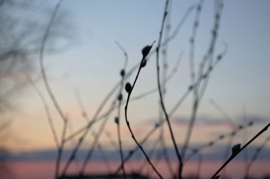 Verba, ormanda pembe alacakaranlık arka plan üzerinde söğüt kürk mühürler. Nazik bahar arka planı. Paskalya akşamı Catkins. 