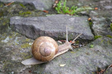 Parkta yosunlu gri taş üzerinde sevimli kahverengi boynuzlu salyangoz