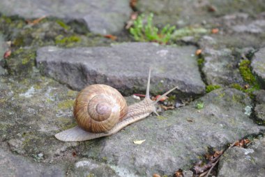 Parkta yosunlu gri taş üzerinde sevimli kahverengi boynuzlu salyangoz